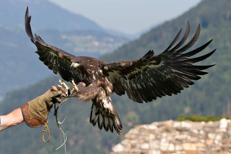Europa__ischerSeeadler_Ikarus-4-1024x730