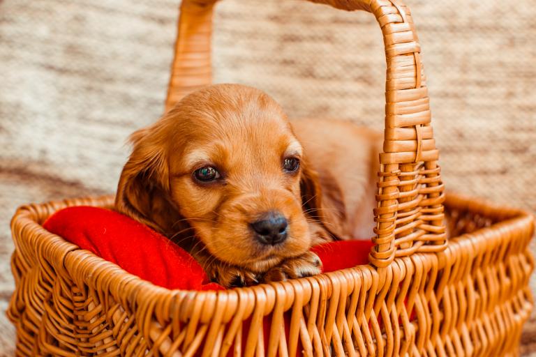 the-small-dog-lies-in-the-cubby